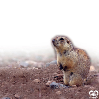 گونه سنجاب زمینی Spermophilus fulvus